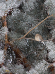 Mourning Dove